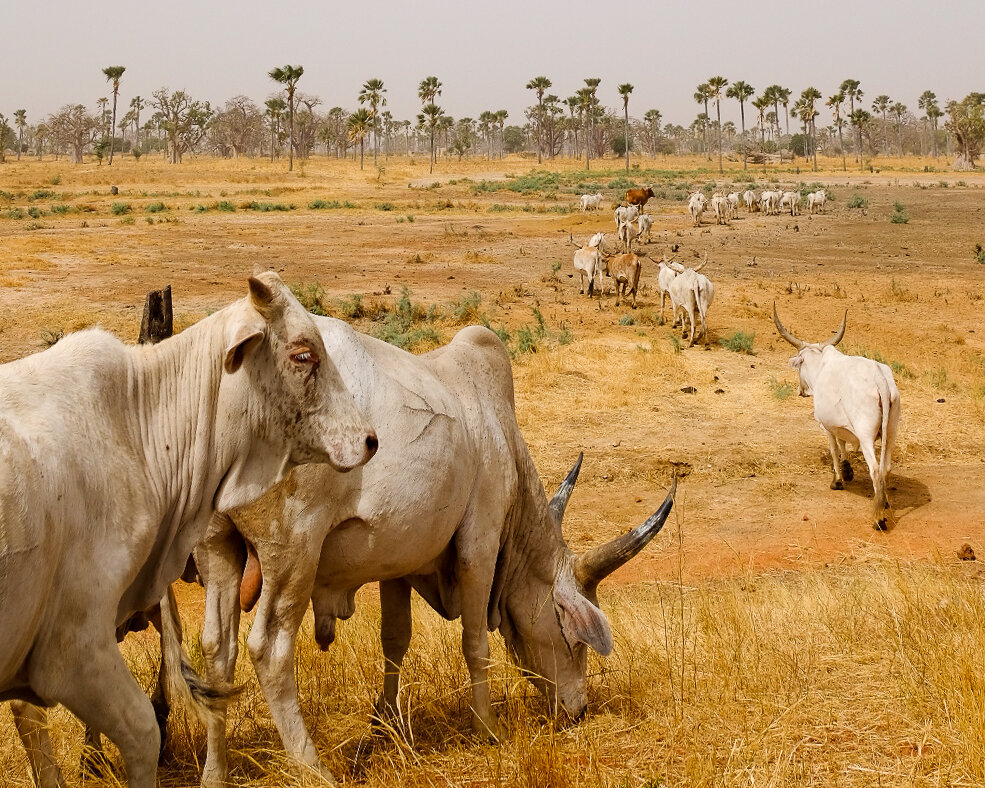 senegal-08.jpg