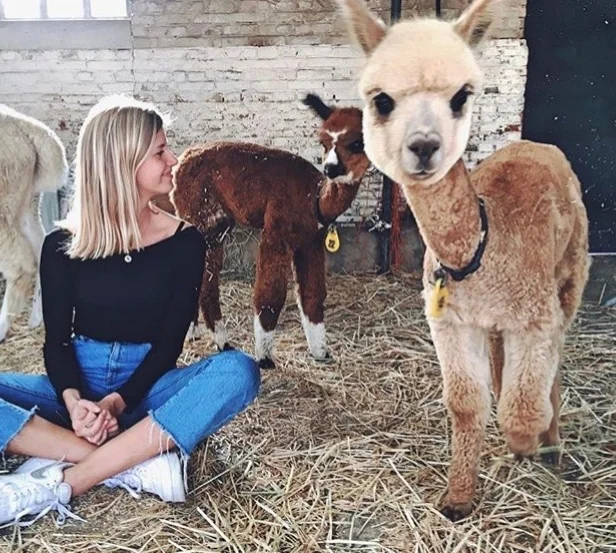 Mindful ontspannen met alpaca's