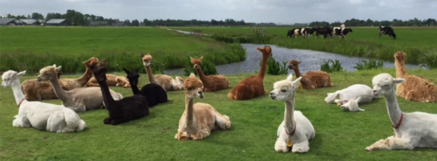 alpaca header.jpg