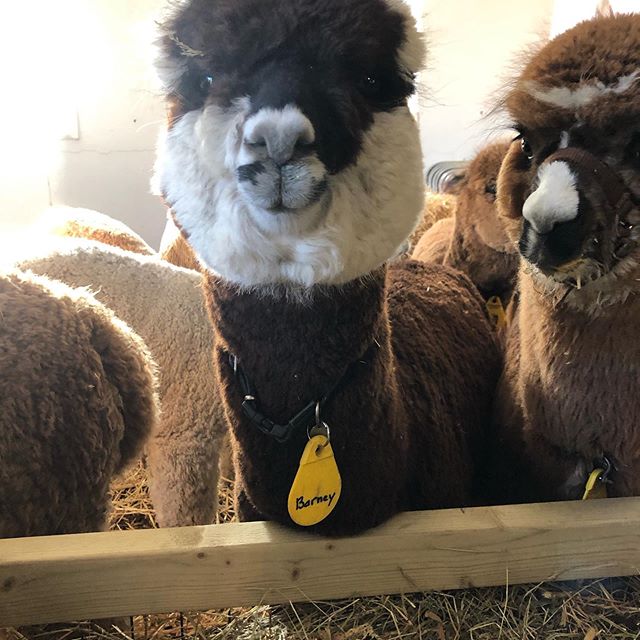 Who is joining our indoor session tomorrow with the alpacas? See our bio on how to attend! #alpaca #alpacalove #alpacafarm #comejoinus