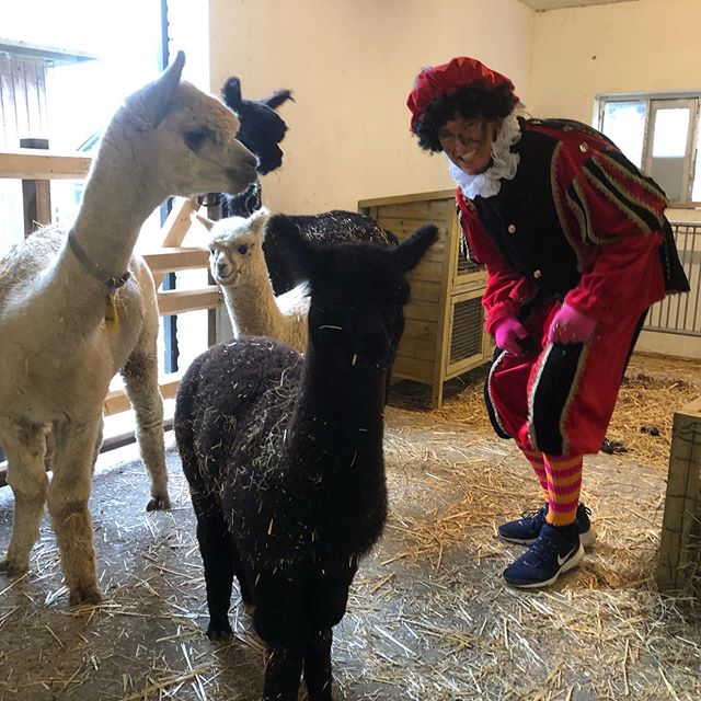 We have a special guest today at our alpaca mindfulness class! #piet #alpaca #mindfulness