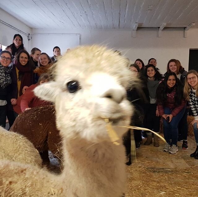 And after the mindfulness class time for a group picture #photobomb by an #alpaca #alpacasofinstagram  #mindfulalpaca