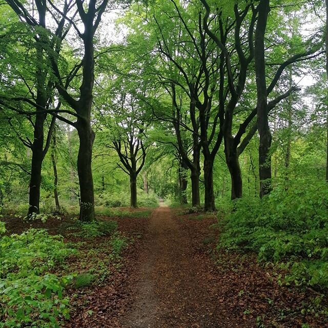 Wat kleur en geurt het bos mooi als het regent.