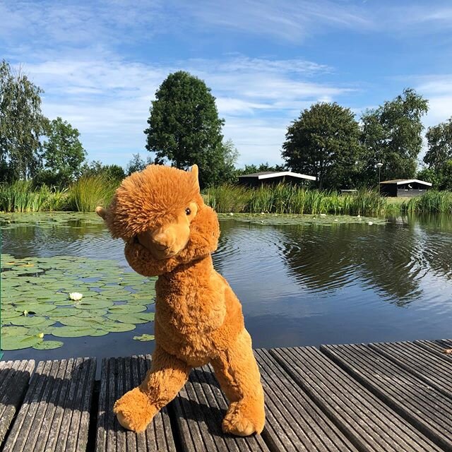As we cannot drive to our real alpaca herd now due to the lockdown we are happy to find this one again and we take him everywhere these days! #alpaca #alpacasofinstagram #substitutealpaca #mindfulalpaca #mindful