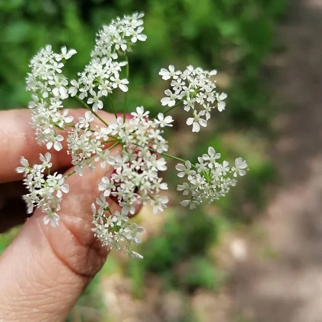 Zevenblad. We zien deze witte bloemen overal tevoorschijn komen. En vaak lopen we er straal voorbij. Maar als je eens goed kijkt kun je zien hoe uniek de kleine bloemetjes zijn, zo mooi!
En wist je dat je het ook kunt eten? Door soep, als pesto of s