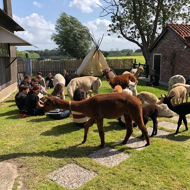 Soon we can start again with our alpaca classes. So book your session now! Link in bio! #alpaca #mindfulalpaca #mindfulness