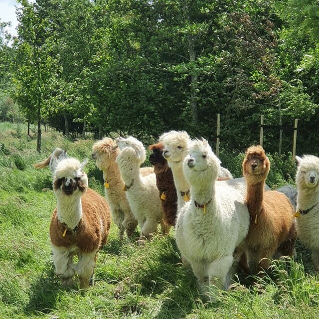 Meet our new herd of alpaca&rsquo;s on our new location near Utrecht. Starting with our mindfulness session with them on july 11th. Details see bio #alpaca #alpacaherd #alpacaexperience #mindfulness #mindfulnesswithalpacas