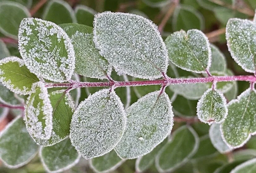 10-daagse winter Challenge: Nu los te bestellen