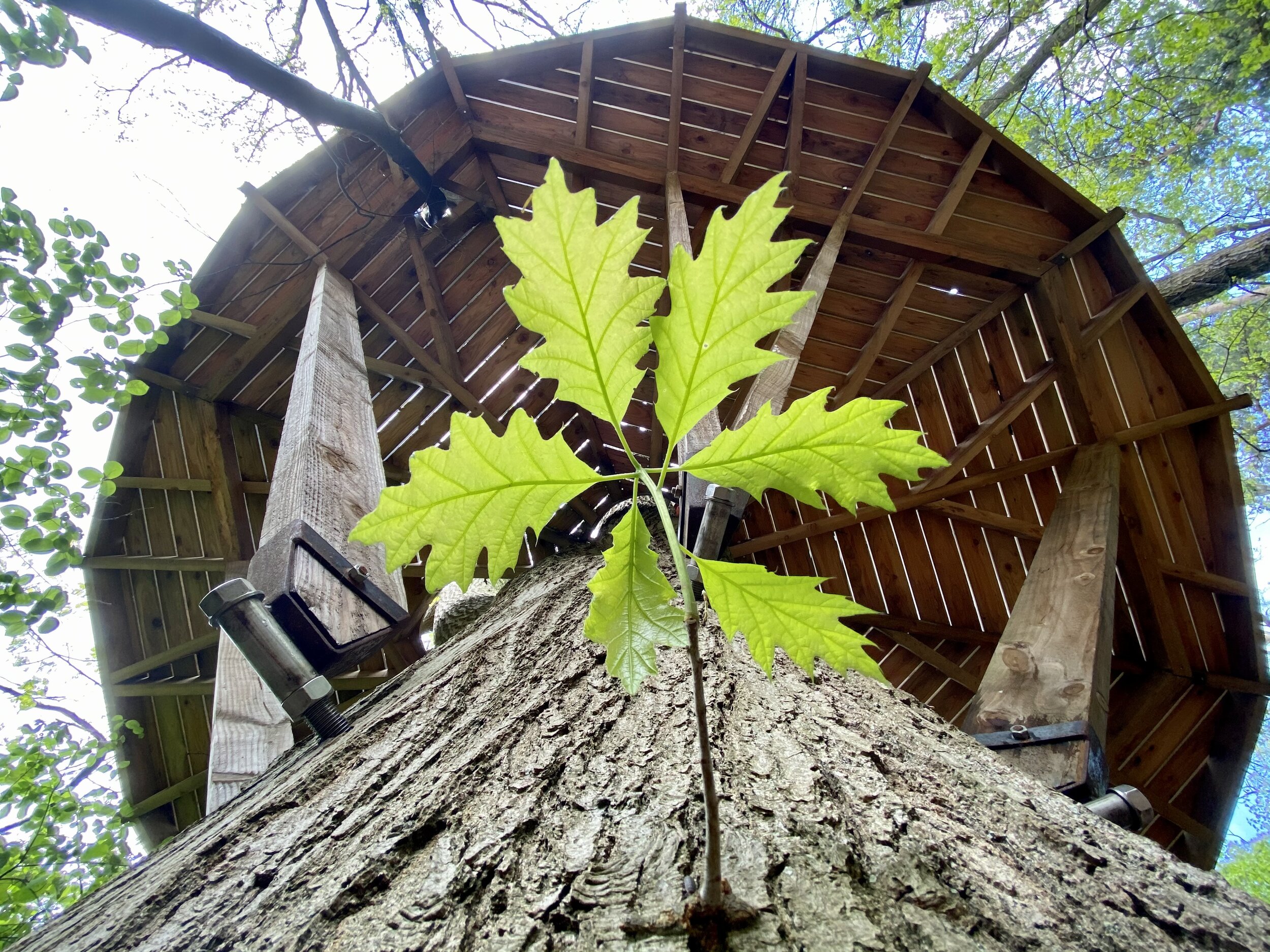 De boomhut gebouwd in een 150jaar oude eik