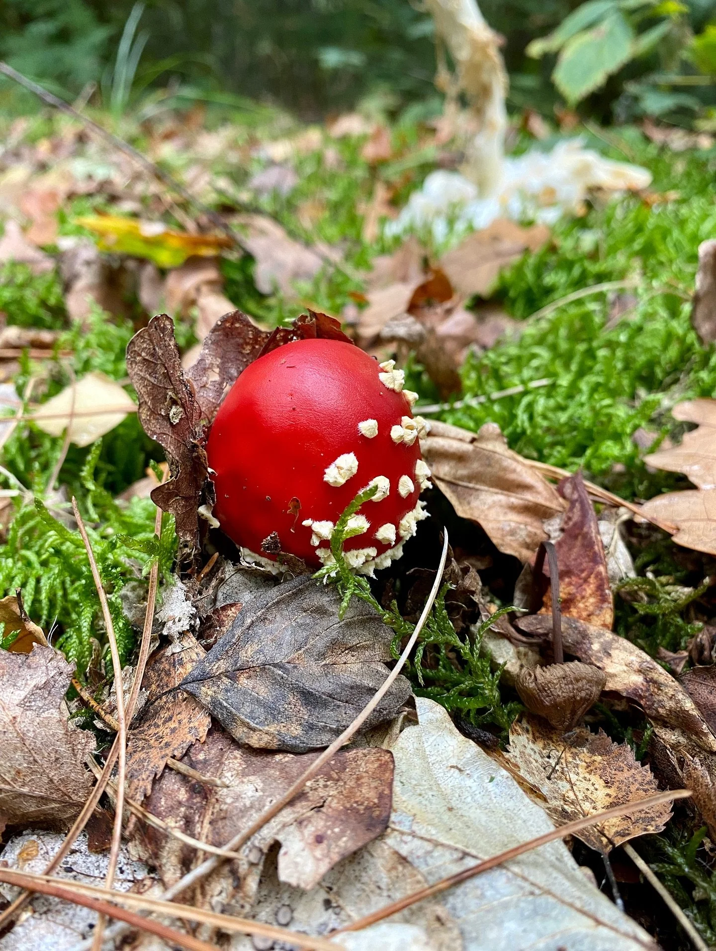 Ieder jaar weer een cadeautje om zo spontaan de eerste vliegenzwammen tegen te komen. Daarmee is het voor mij nu officieel herfst 🍂 #herfst #vliegenzwam