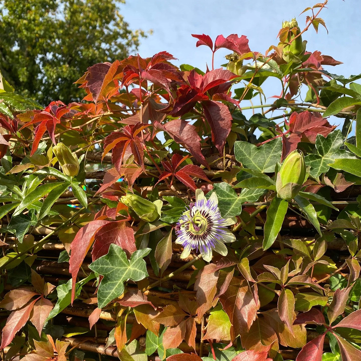 De twee gezichten van deze periode; enerzijds nog de nazomer met de in bloei staande passiebloem, zon en strak blauwe lucht. En anderszijds de geur en kleur van de herfst. #herfst #nazomer #wildewingerd