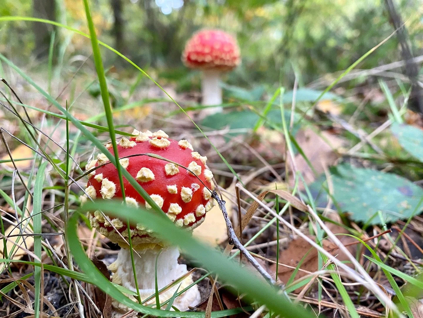 Volop paddenstoelen tijd in het bos! Herken jij ze allemaal? #paddenstoelen #paddenstoelentijd🍄🍂🍁 #paddenstoelenzoeken