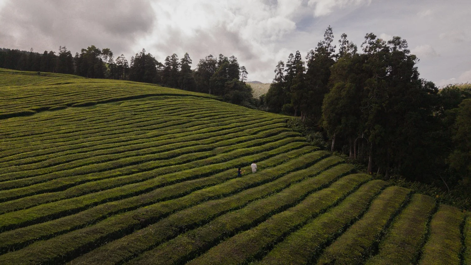 Couple walking through Gorreana tea plantation in São Miguel Azores