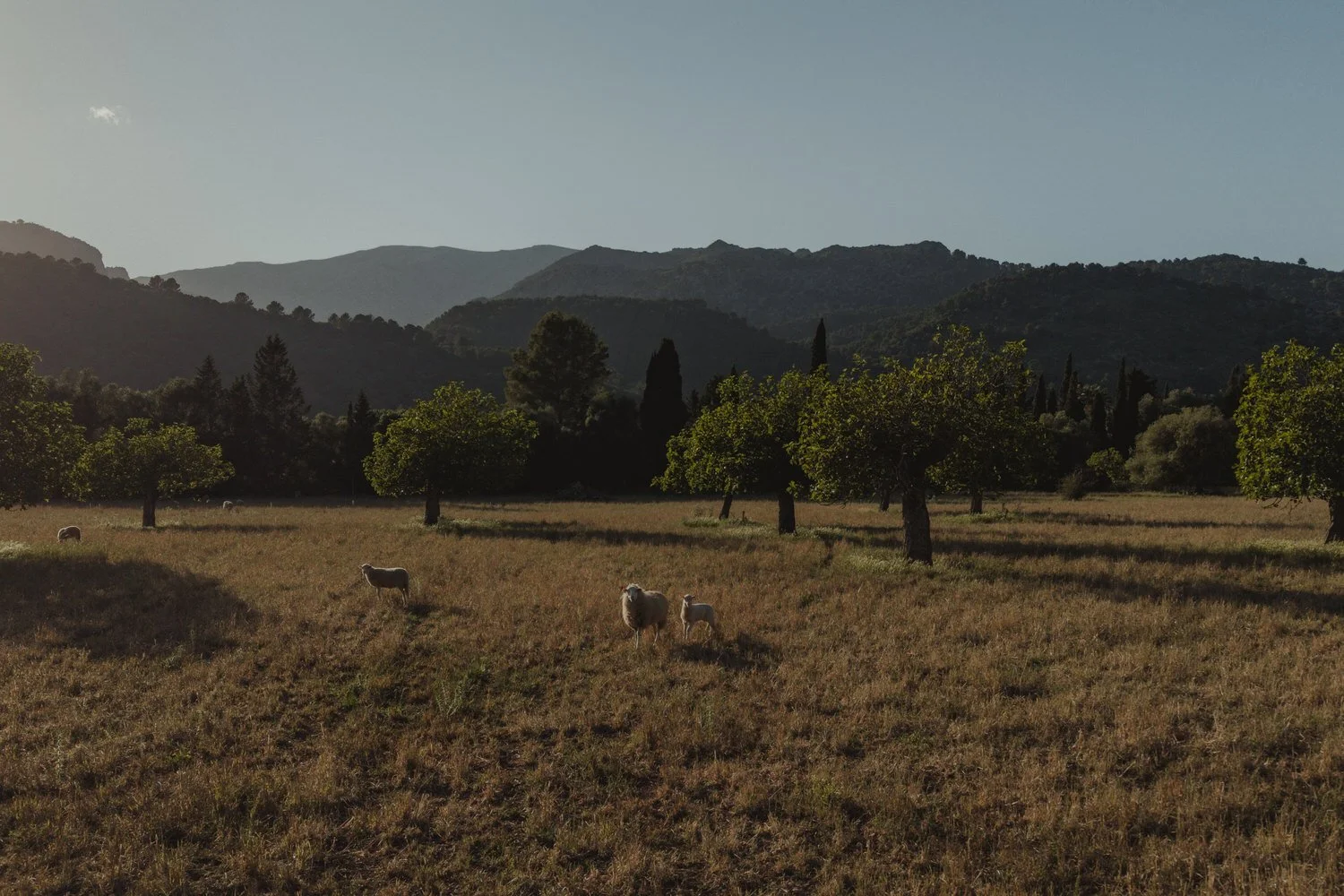 Sheep grazing in the Mallorcan countryside with the Tramuntana mountains in the background.