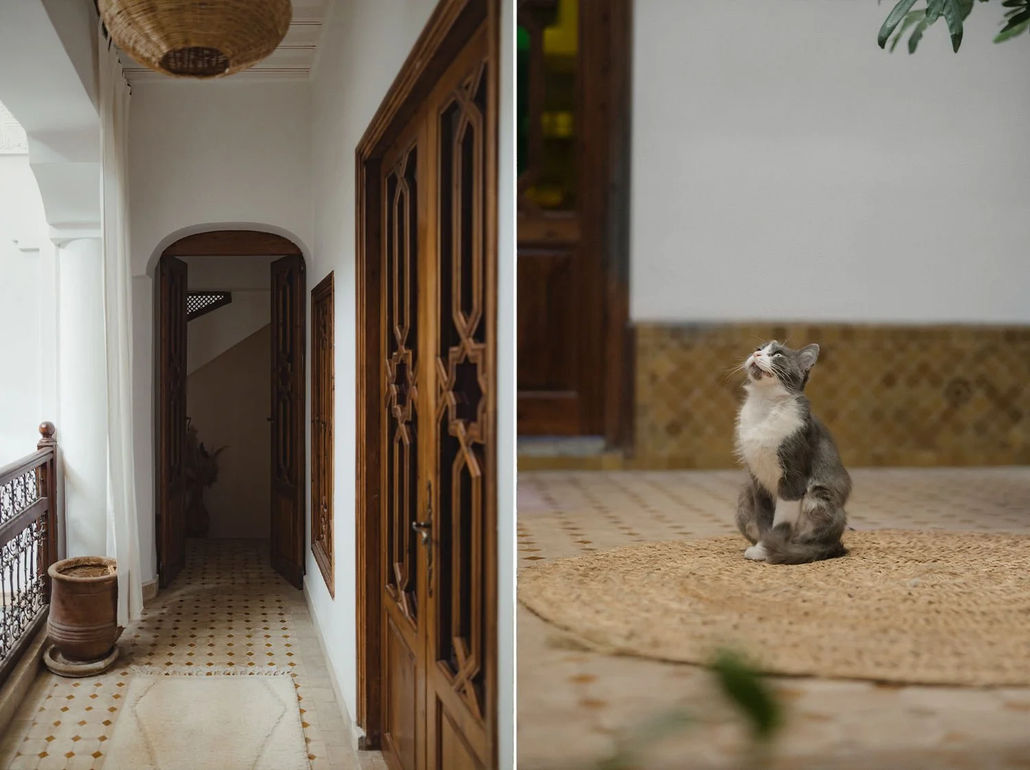Riad interior in Marrakech and a cat sitting in the courtyard on the morning of Katie and Amine’s Beldi Country Club wedding.