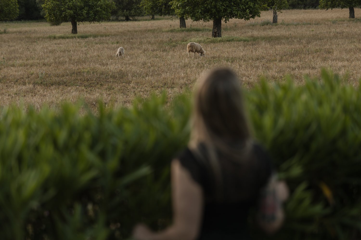 Watching sheep graze as the evening settles over the Mallorcan countryside.