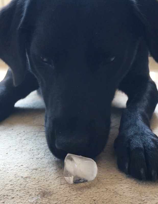Ice Cubes for Dogs? Am I allowed them?