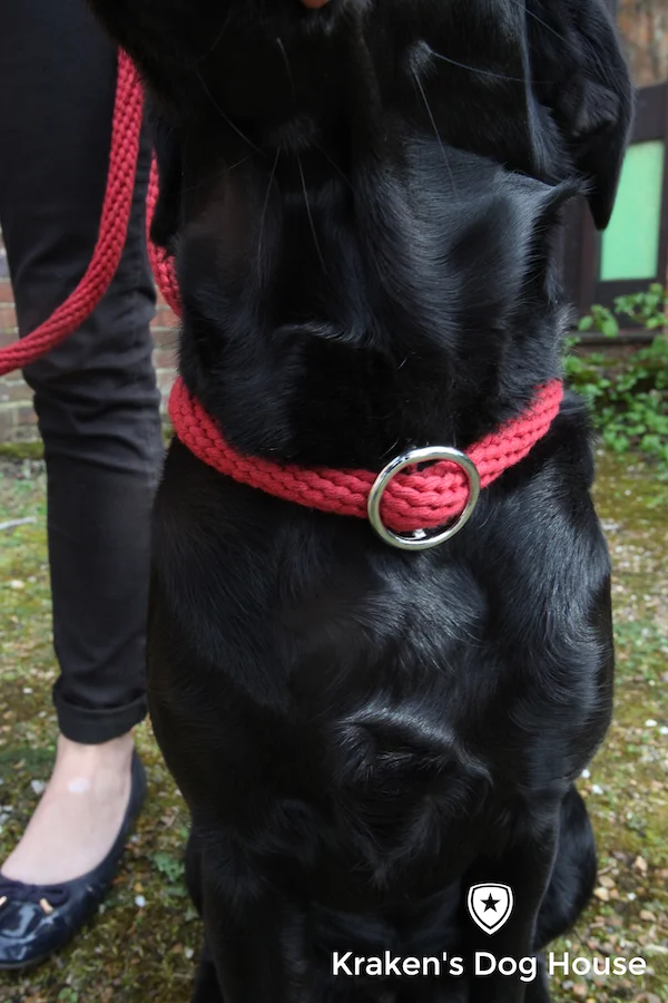 choke leash for dogs