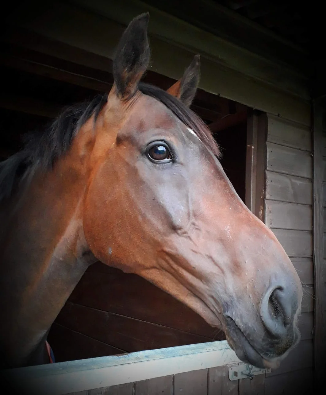 Patrick VIP Saddle Pad.jpeg