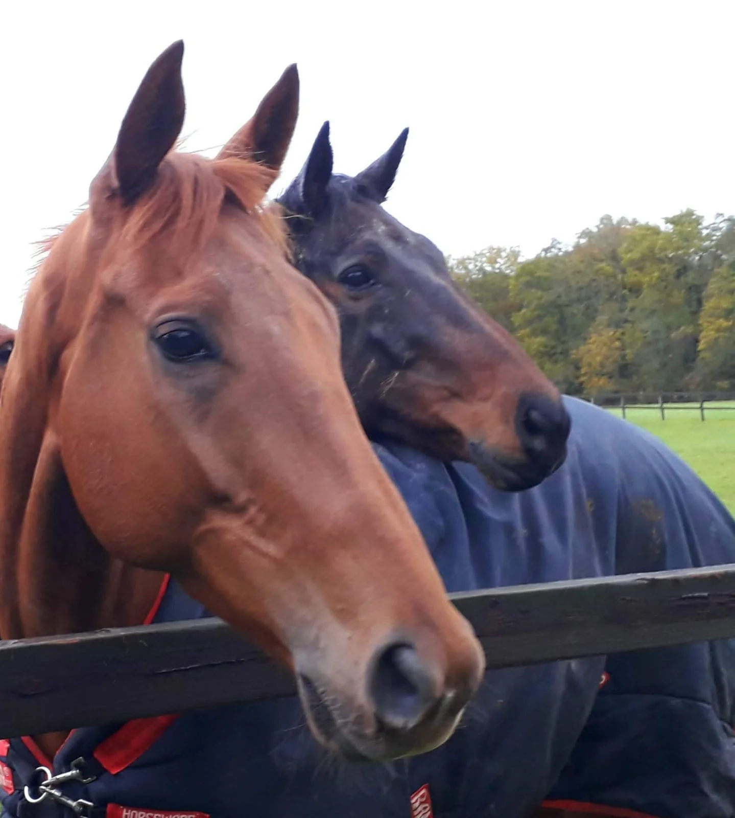 VIP SADDLE PAD Waiting.jpeg