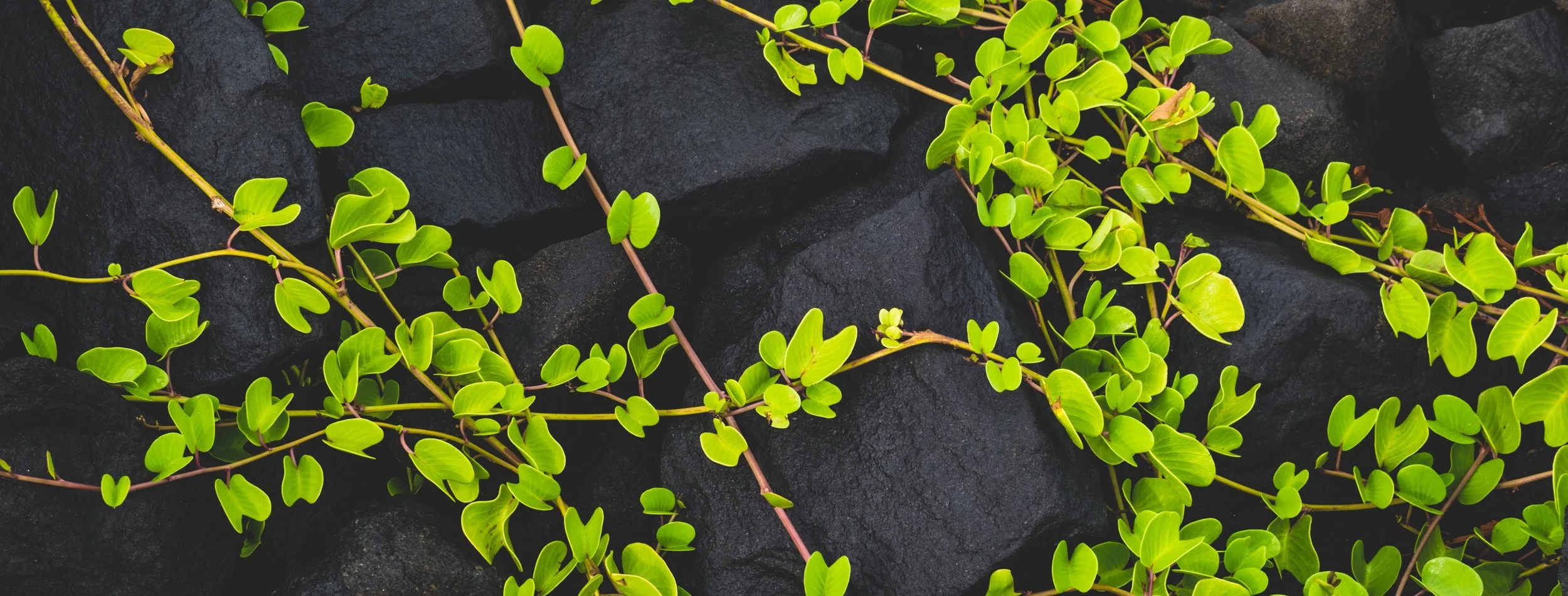 Photo by Chirag Saini on Unsplash