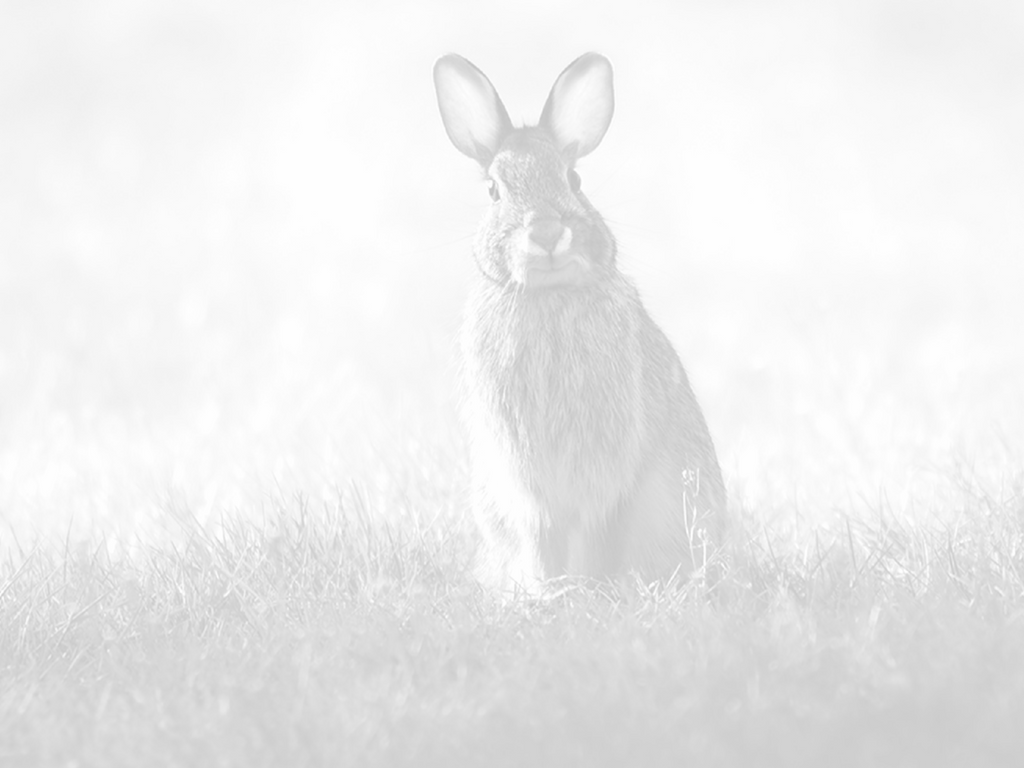 Rabbit — Times To Hunt