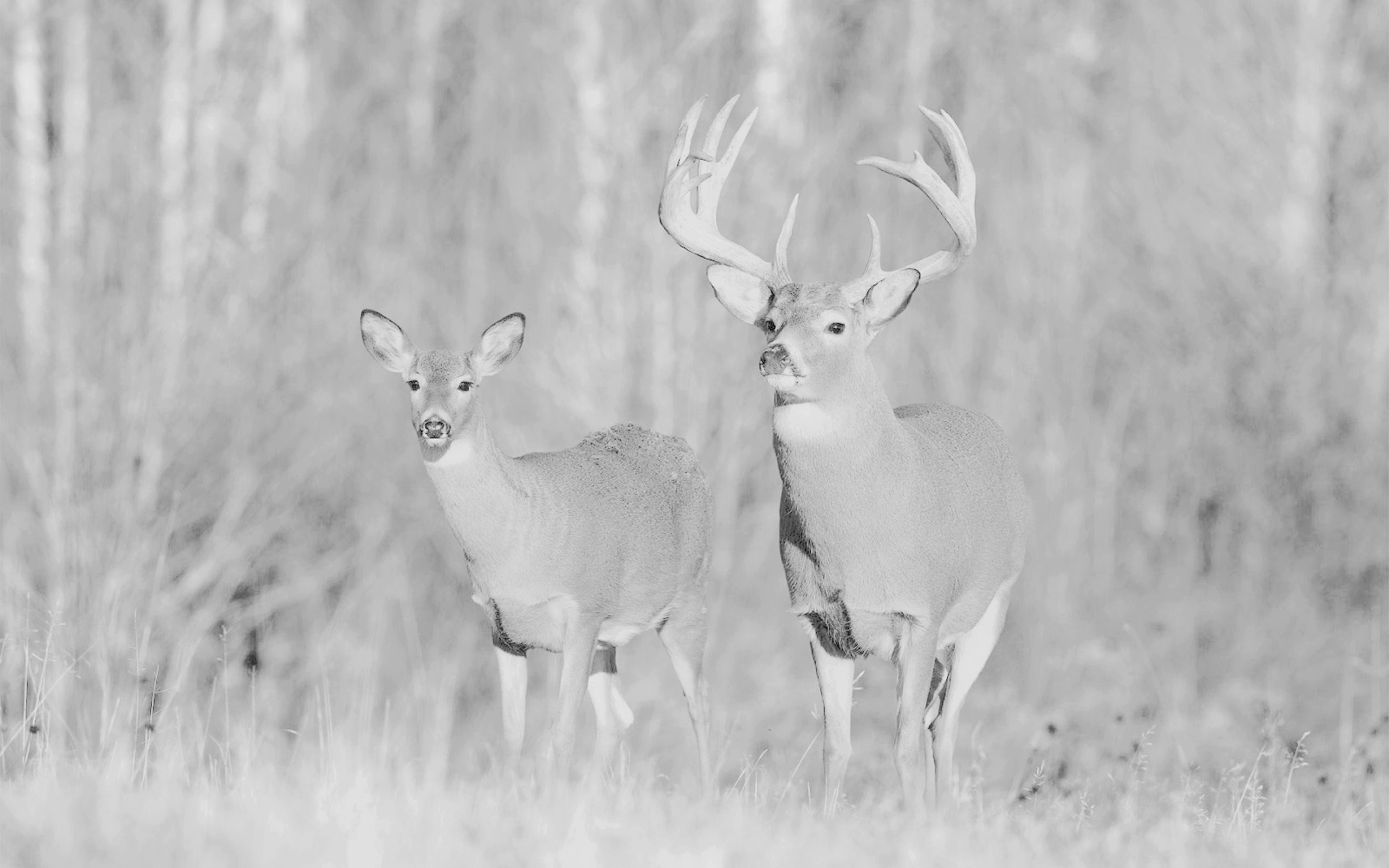What Time of Day are Whitetail Deer Most Active? 
