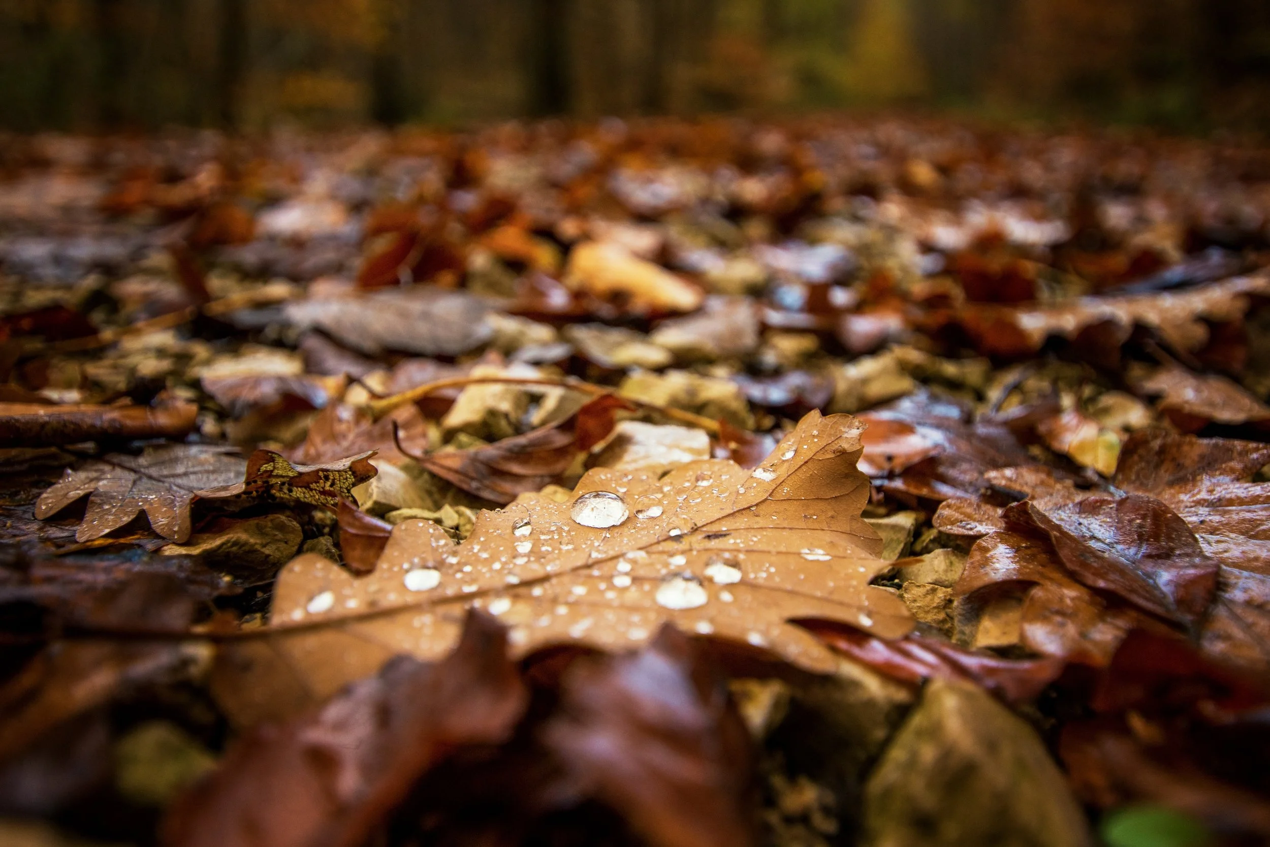 rain blog pic.jpg