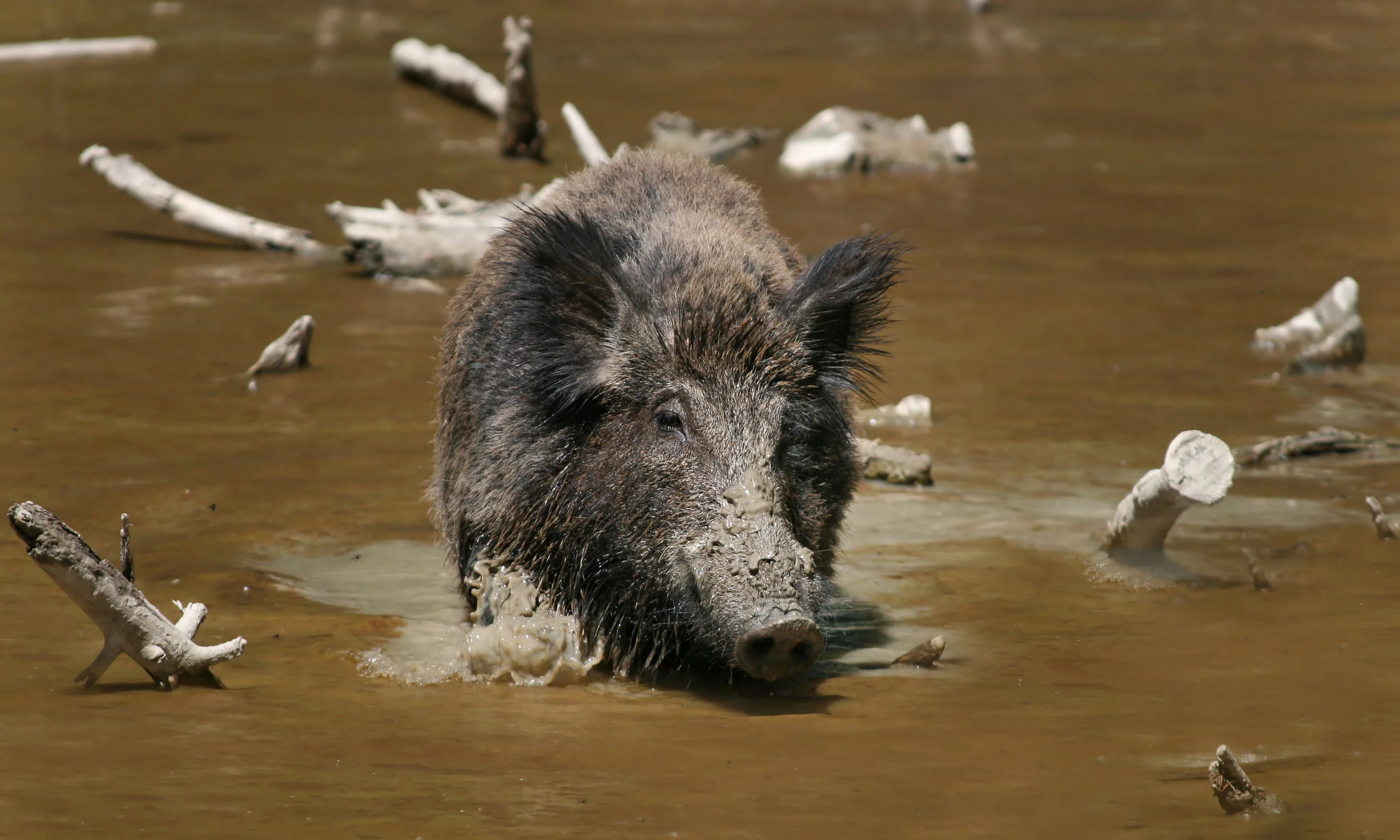 Wild_Boar_Habbitat_2.jpg