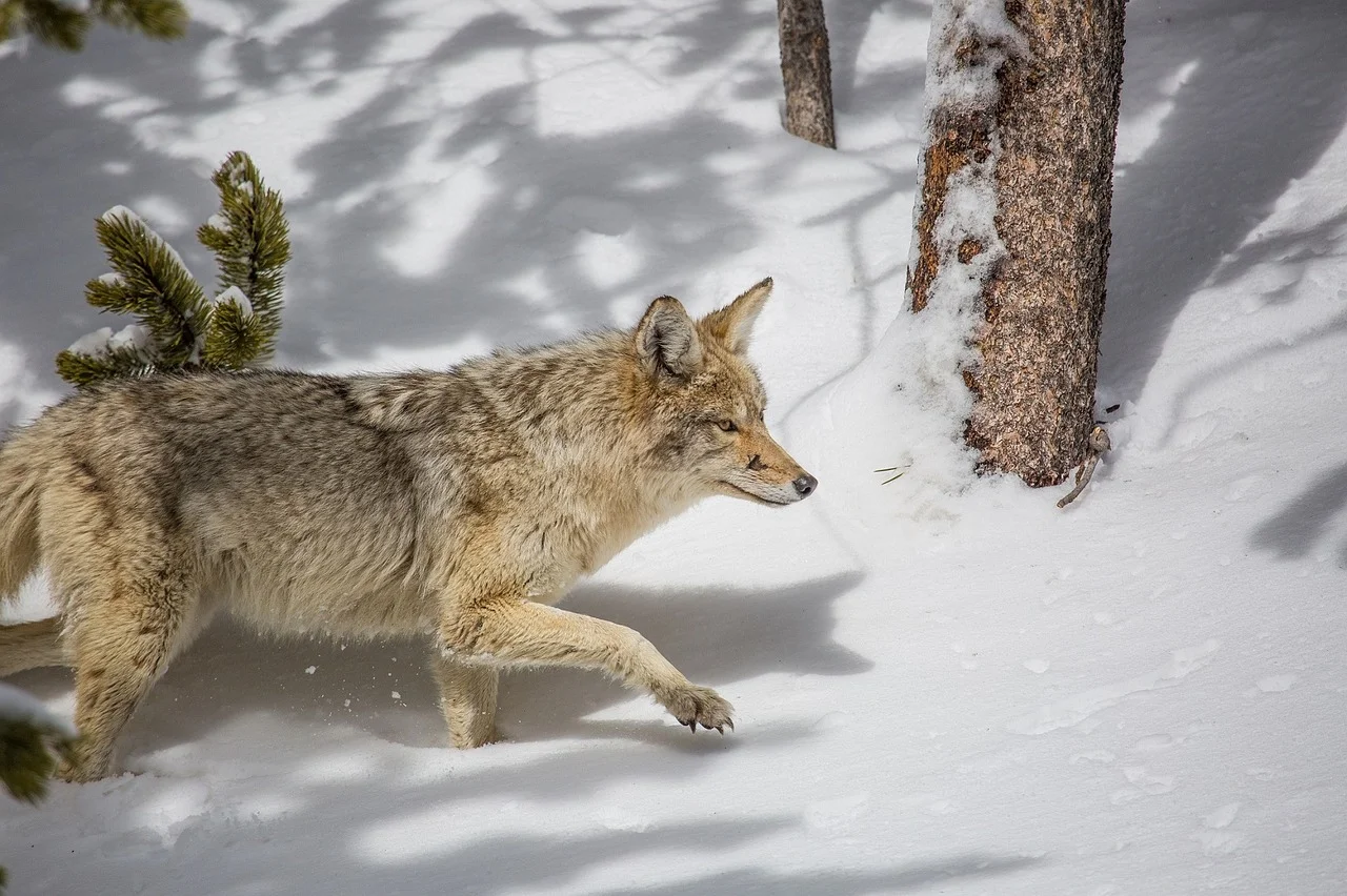 Snow-Nature-Wilderness-Coyote-Wildlife-Predator-1901993 (1).jpg