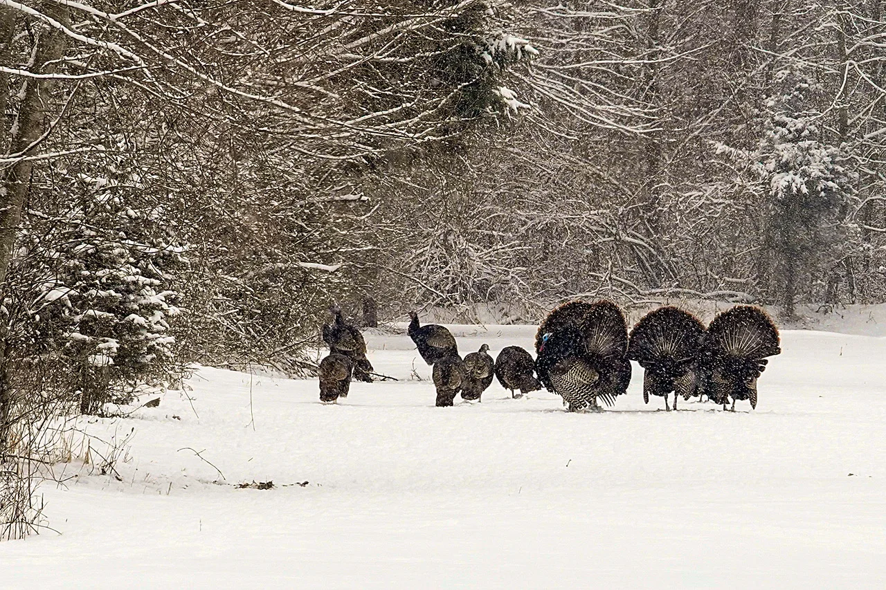 4 Types Of Weather You Should Not Avoid During Turkey Season