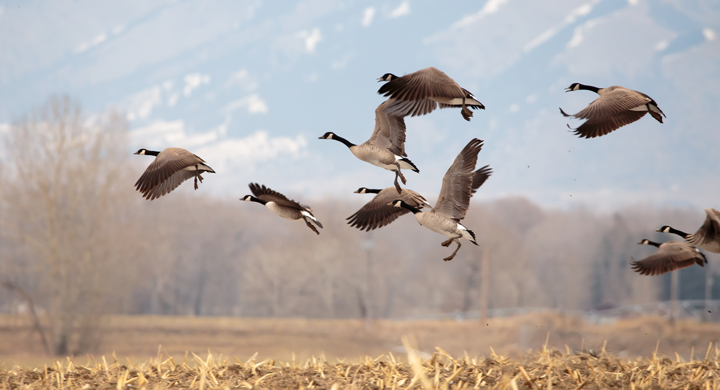 Canadian Geese Hunting