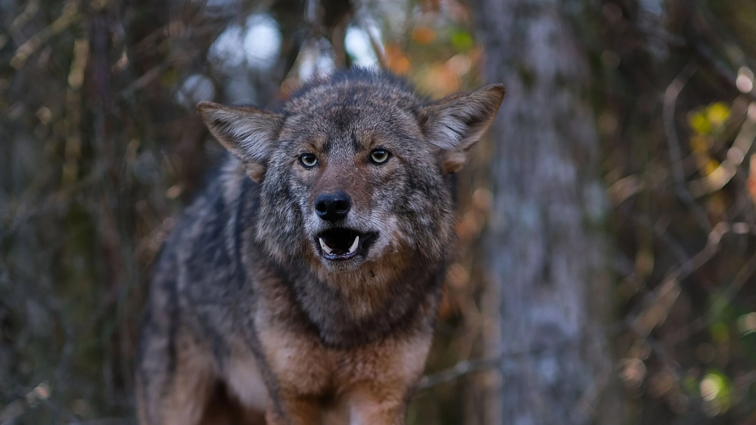 Here’s Why You Should Hunt Coyotes & How To Get Started — Times To Hunt