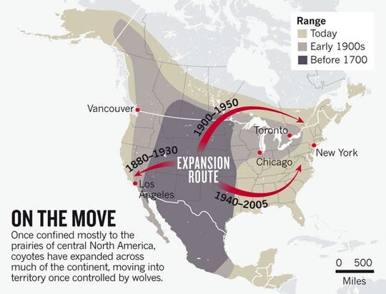 Coyote population movement map showing disbursement throughout the United States. (Photo: Stanley Gehrt, Ohio State University)