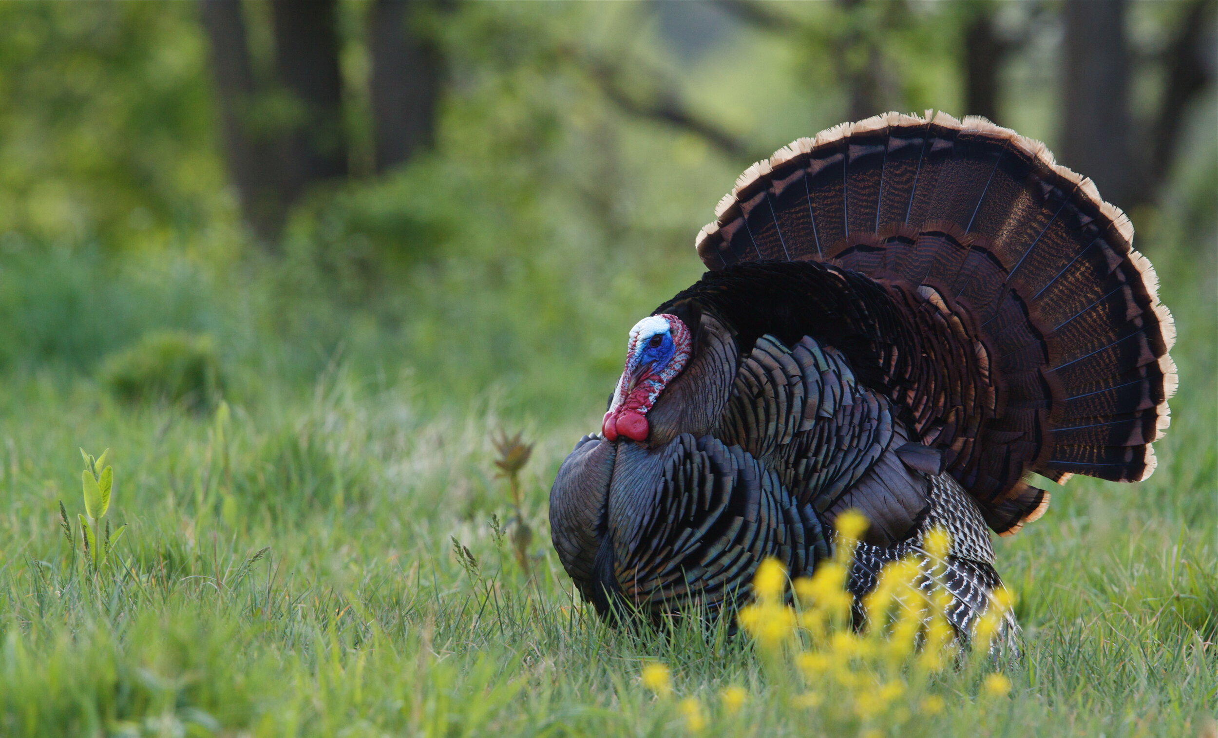 6 Types Of Turkey Calls To Consider This Spring Times To Hunt