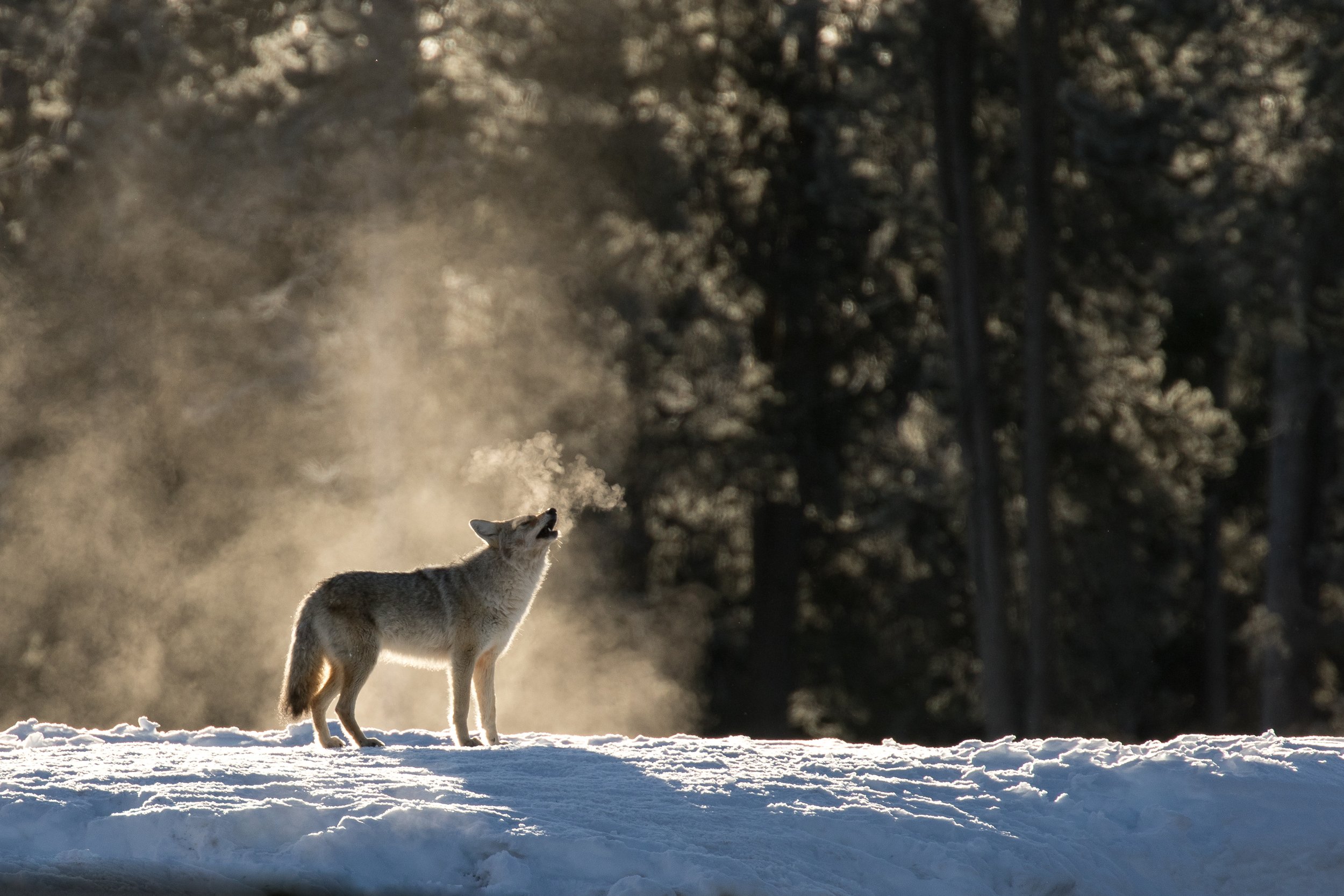 Coyote Hunting Michigan: A Guide to Successful Hunts