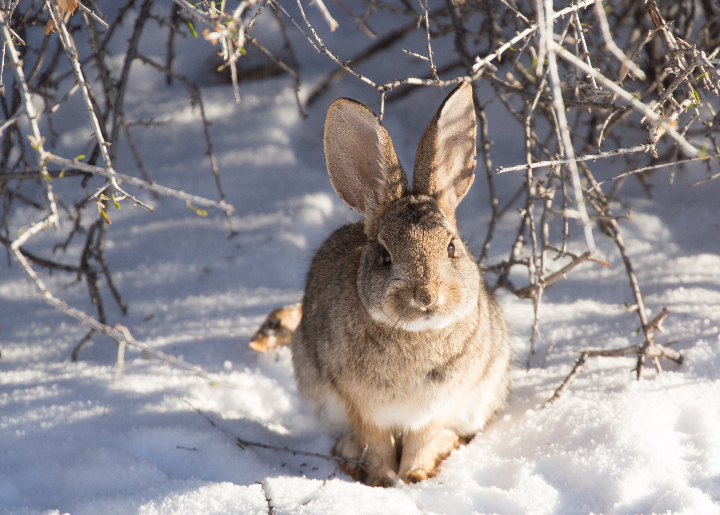 Winter Rabbit Hunting Tips — Times To Hunt