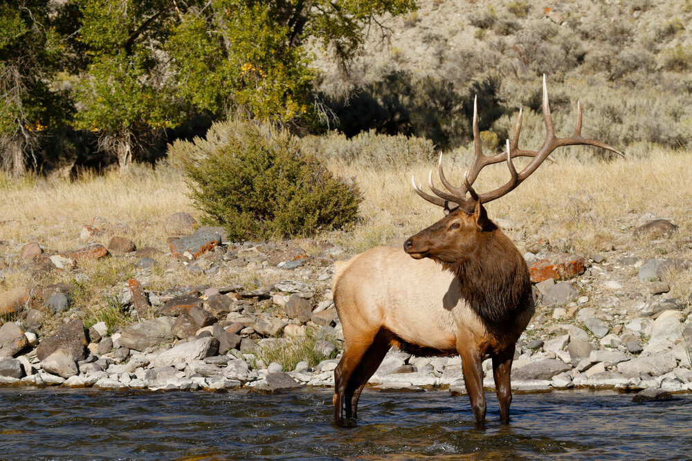 Elk Hunting Basics On A Budget Times