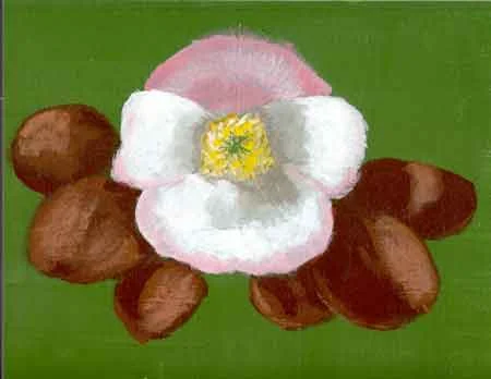 Begonia