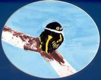 Black and Yellow Broadbill