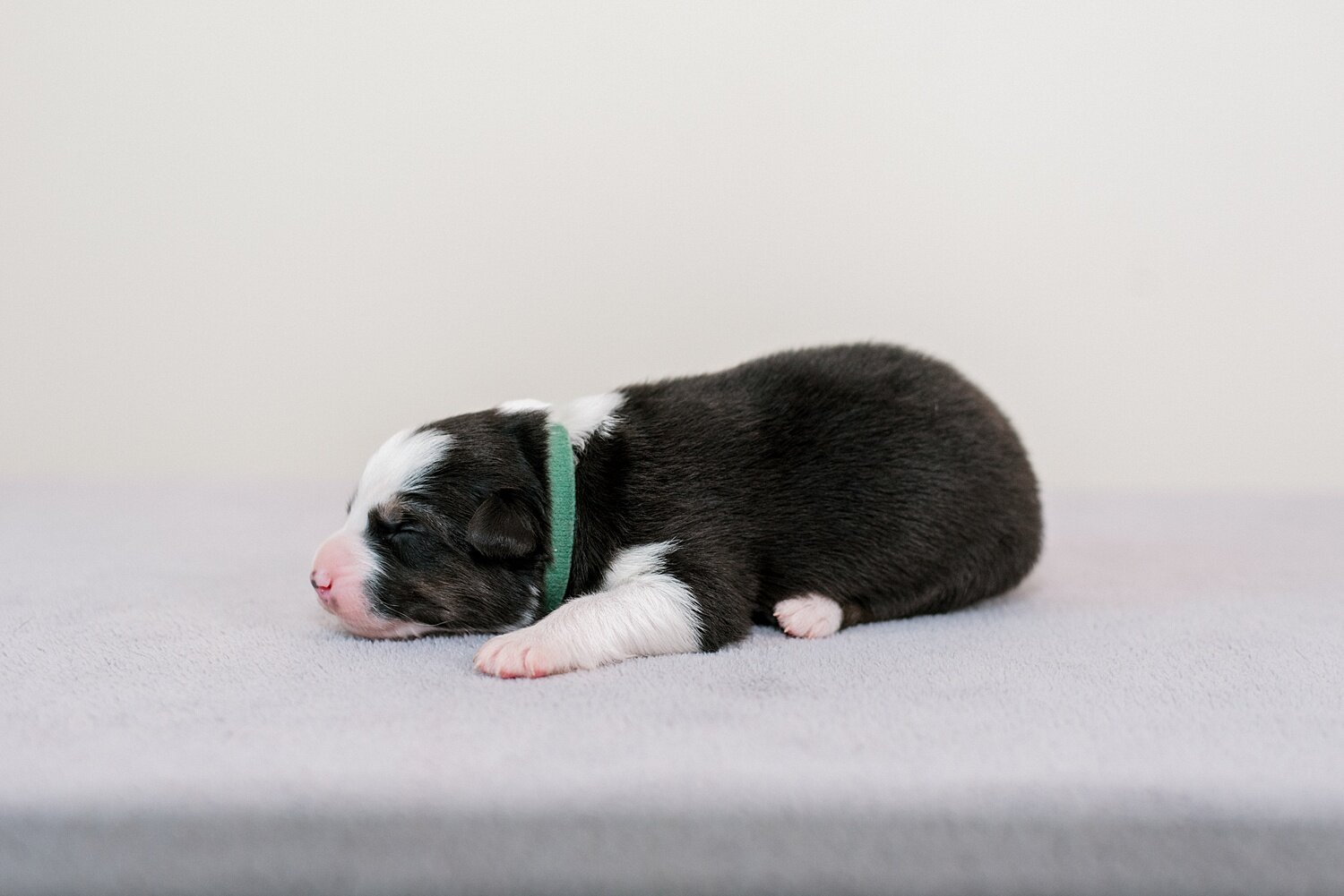 sierradyerco-ruby-pups-1-week-1_WEB.jpg