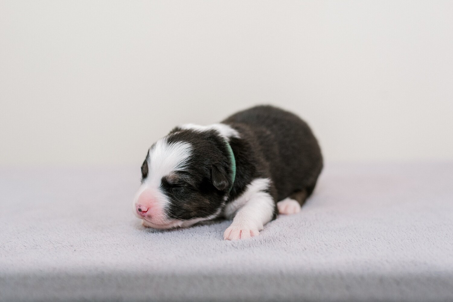 sierradyerco-ruby-pups-1-week-2_WEB.jpg
