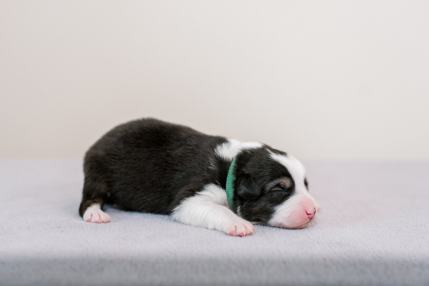sierradyerco-ruby-pups-1-week-3_WEB.jpg