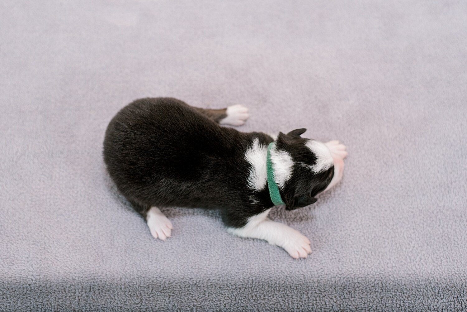 sierradyerco-ruby-pups-1-week-4_WEB.jpg