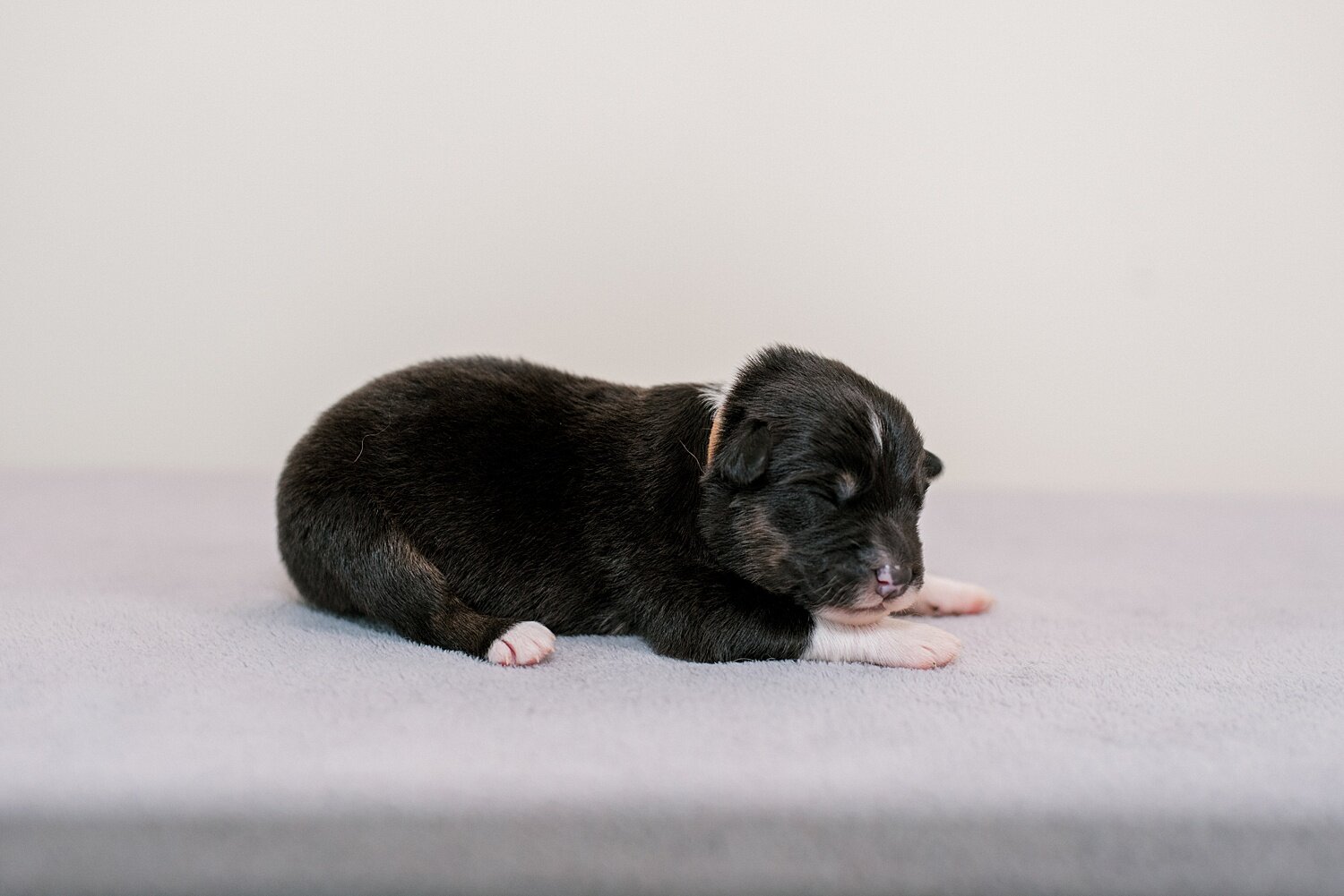 sierradyerco-ruby-pups-1-week-5_WEB.jpg