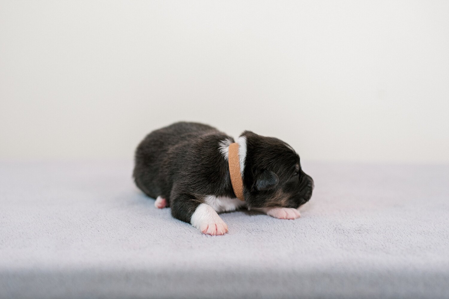 sierradyerco-ruby-pups-1-week-6_WEB.jpg