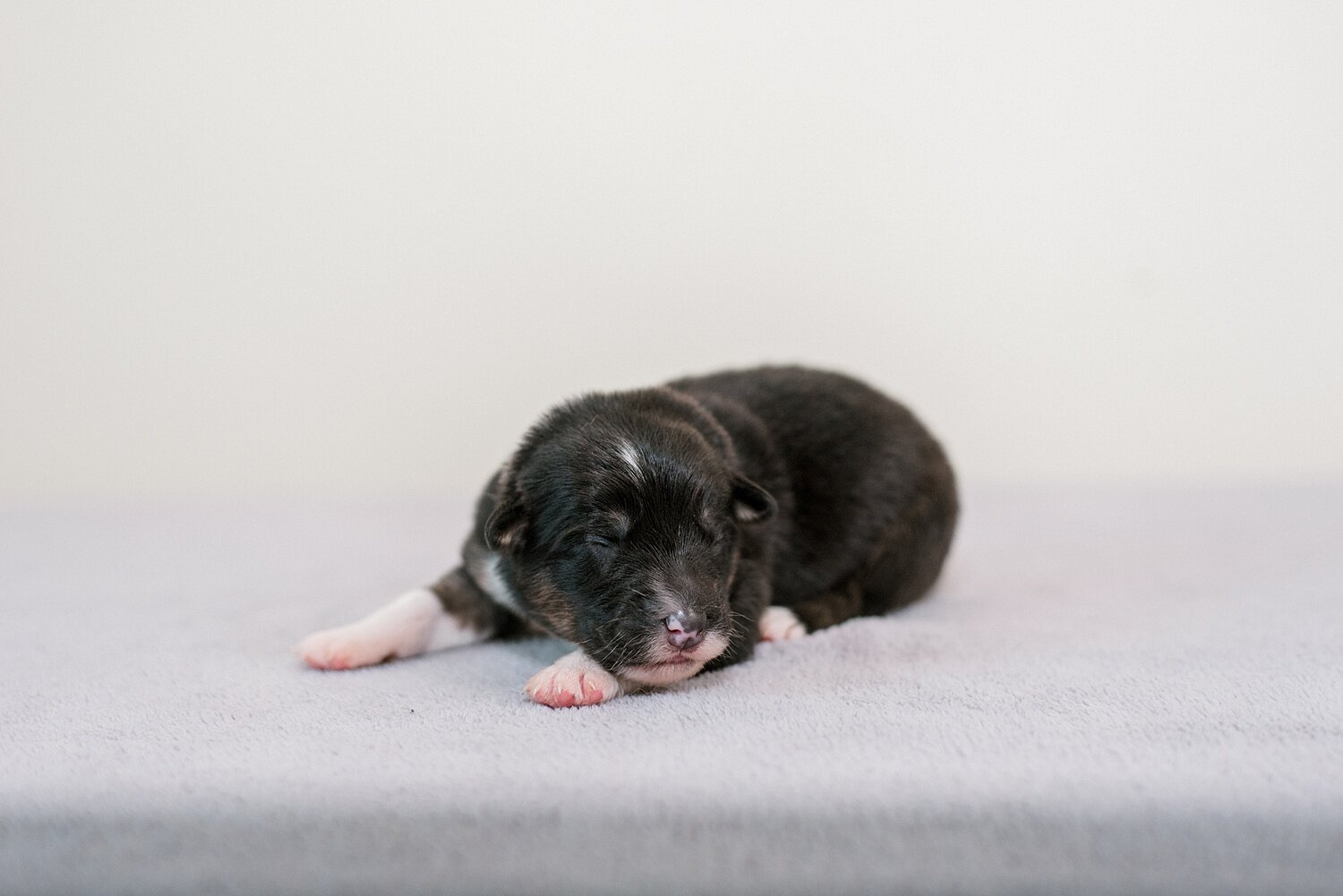 sierradyerco-ruby-pups-1-week-7_WEB.jpg