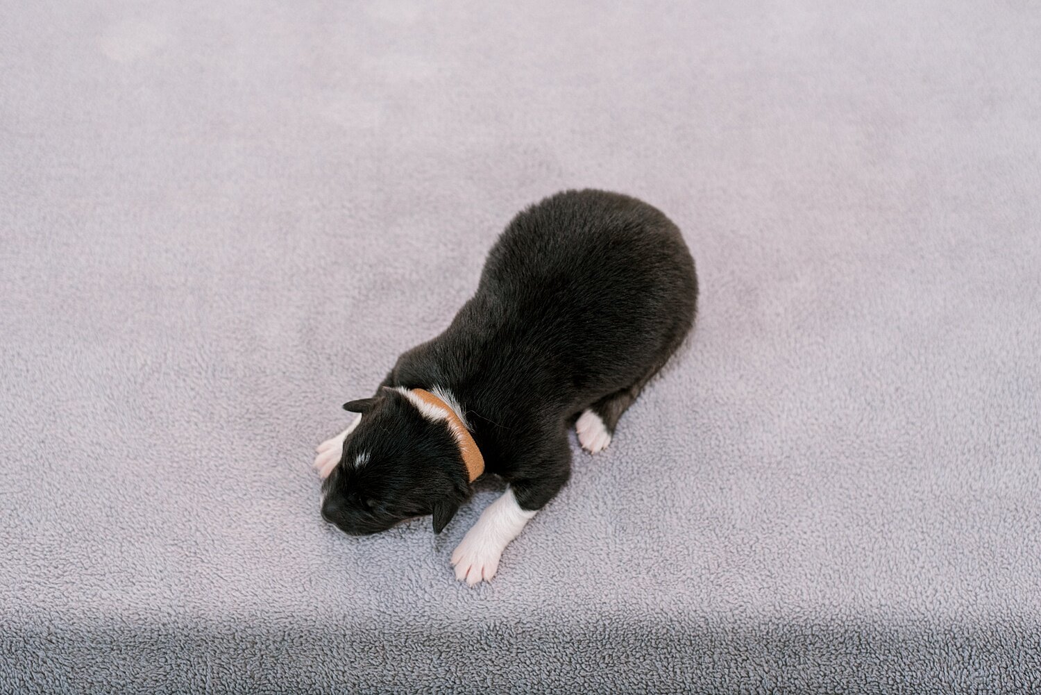 sierradyerco-ruby-pups-1-week-8_WEB.jpg