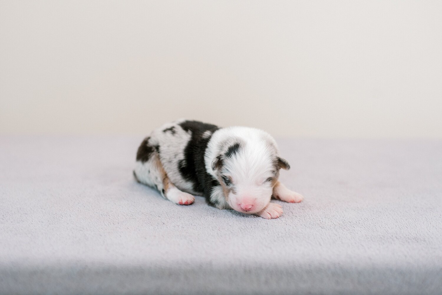 sierradyerco-ruby-pups-1-week-9_WEB.jpg