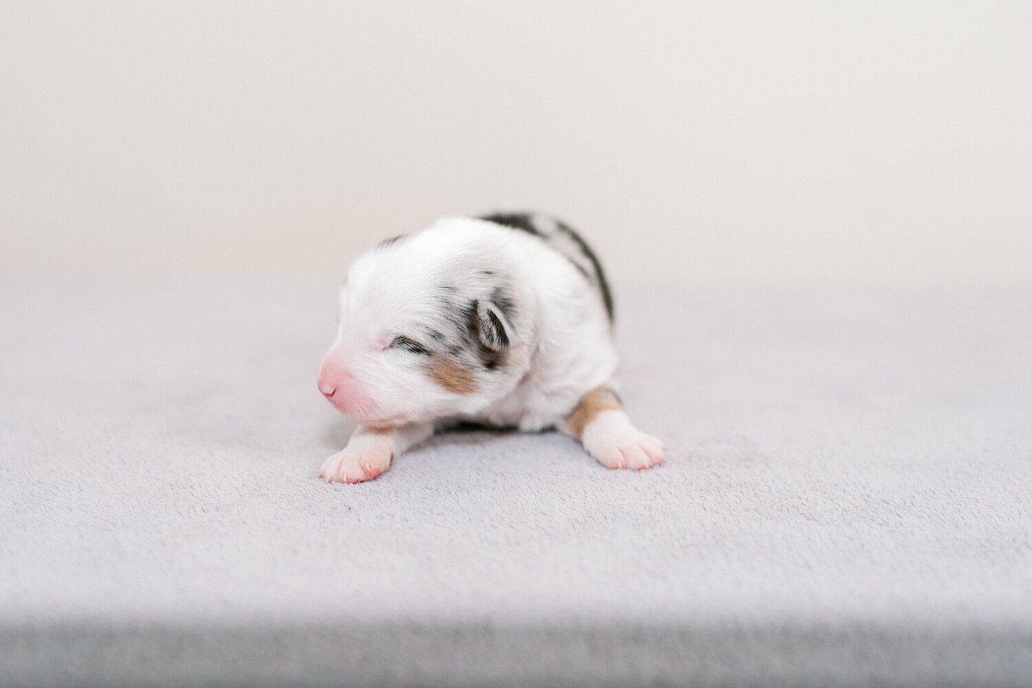 sierradyerco-ruby-pups-1-week-10_WEB.jpg